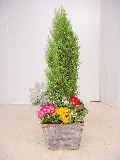 プリムラ・ジュリアン寄せ植え