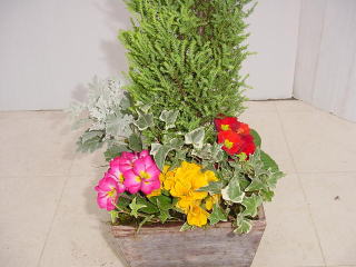 プリムラ ジュリアン寄せ植え 大阪 寝屋川市 花屋 プリザーブド ギフトフラワー 観葉植物 プレゼント選びはフローリスト いなだまで